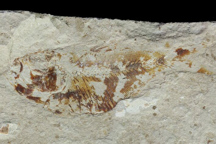 Cretaceous Fossil Fish (Armigatus) - Lebanon #77117